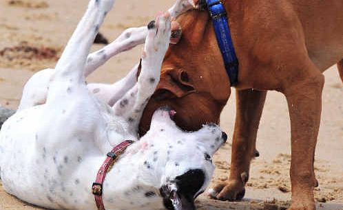 Dogs which injure other animals or people will expensive to own. Dogs which injure other animals or people will expensive to own.